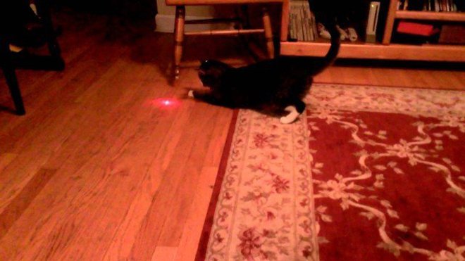 pointeur laser chat
