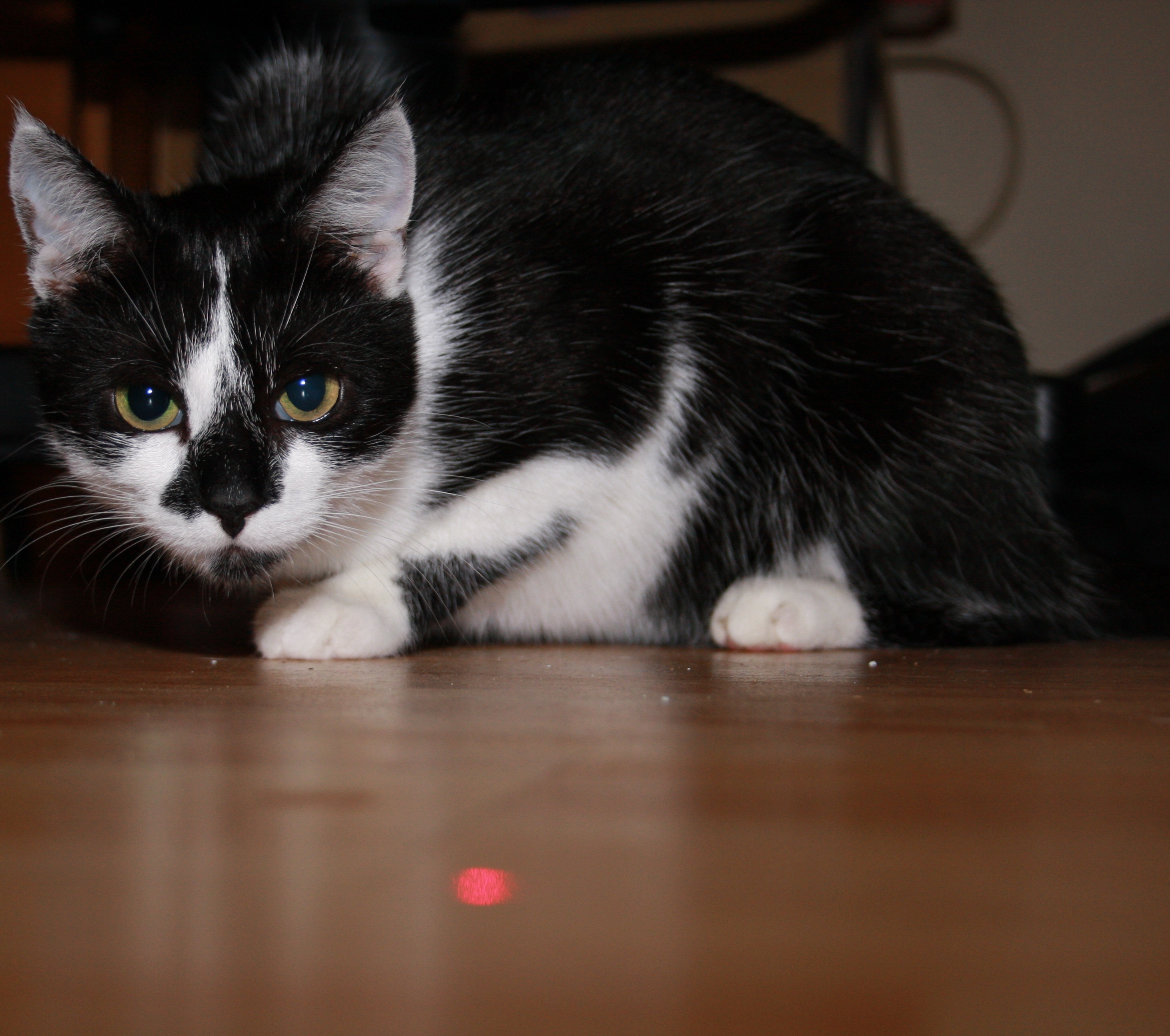 laser pointeur chat